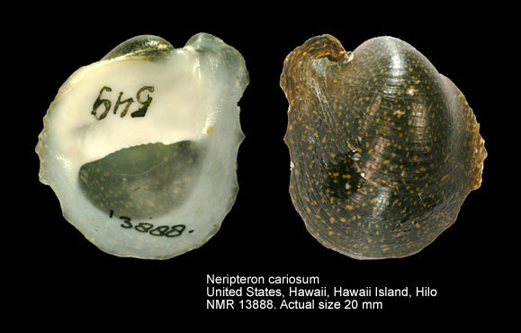 Neripteron cariosum (3).jpg - Neripteron cariosum (W.Wood,1828)